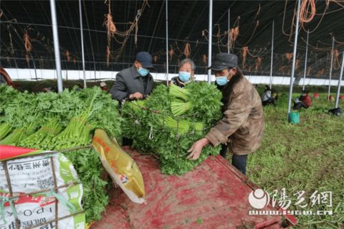 為民解難題 空港新城打通農產品銷路，助力農業種植新發展
