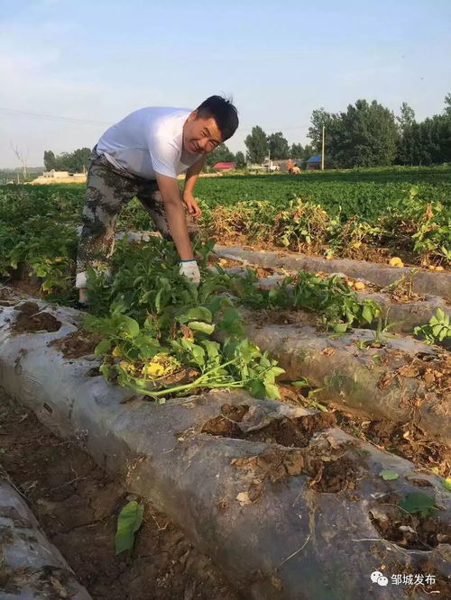 鎮域風采 看莊鎮2.5萬畝土豆喜獲豐收，水產養殖并進發展