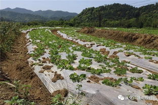 萬畝農田種養及加工產業基地落戶呂田鎮，推動優質農產品直通餐桌