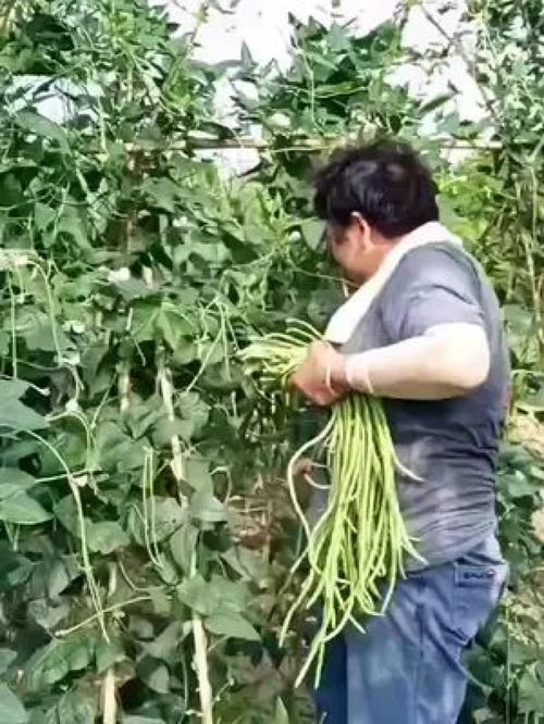 老農的豆角與水產 記錄真實的鄉村生活，傳遞正能量