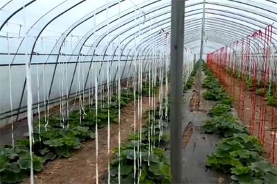 靈石縣南關鎮(zhèn) 堅持黨建引領 凝聚發(fā)展合力 農(nóng)產(chǎn)品種植