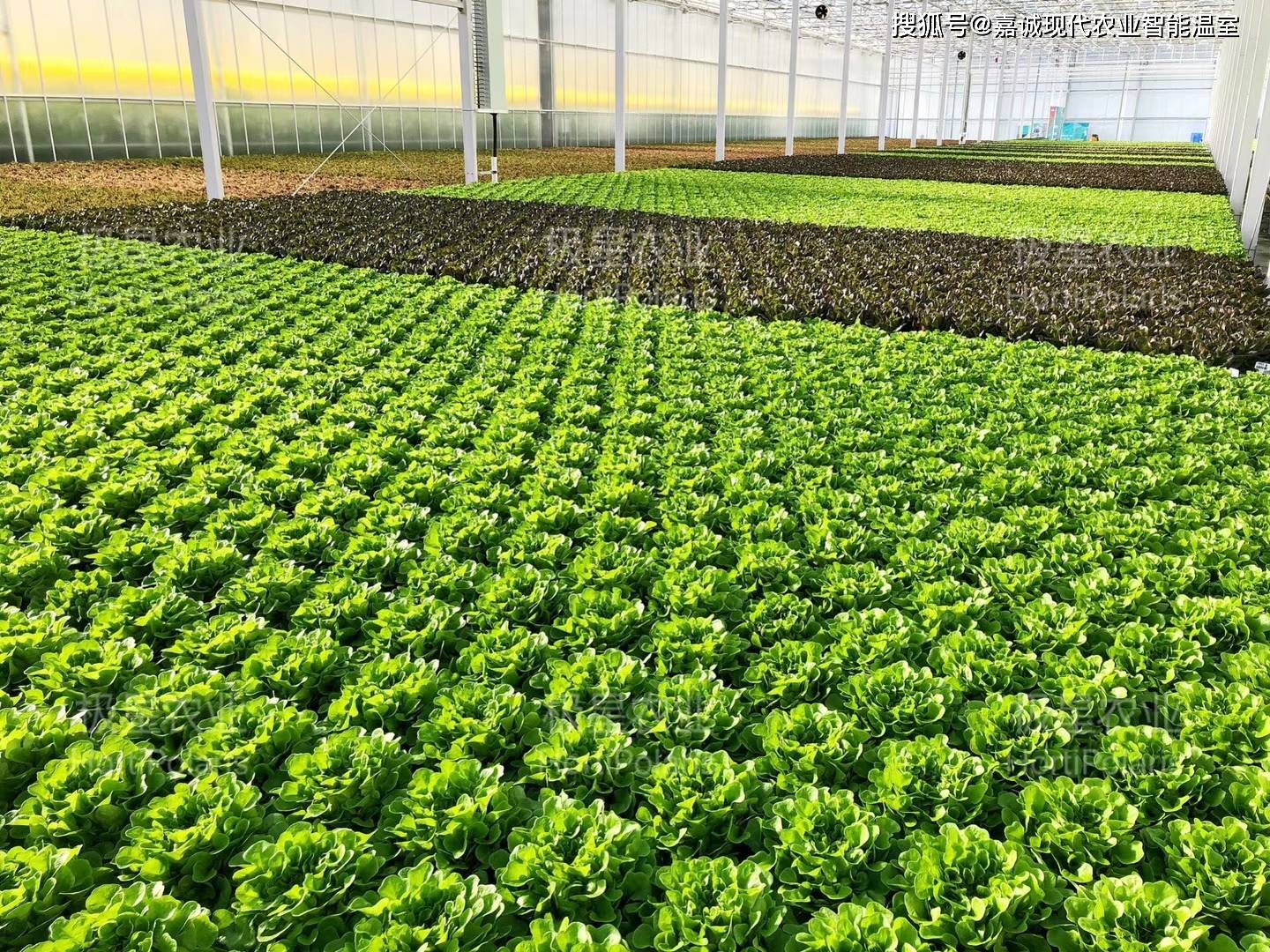 水培農(nóng)業(yè)在溫室大棚應用中面臨的問題與挑戰(zhàn)