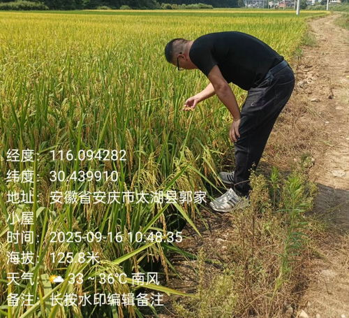 天華鎮植保行動 科技護航，糧食豐產之路