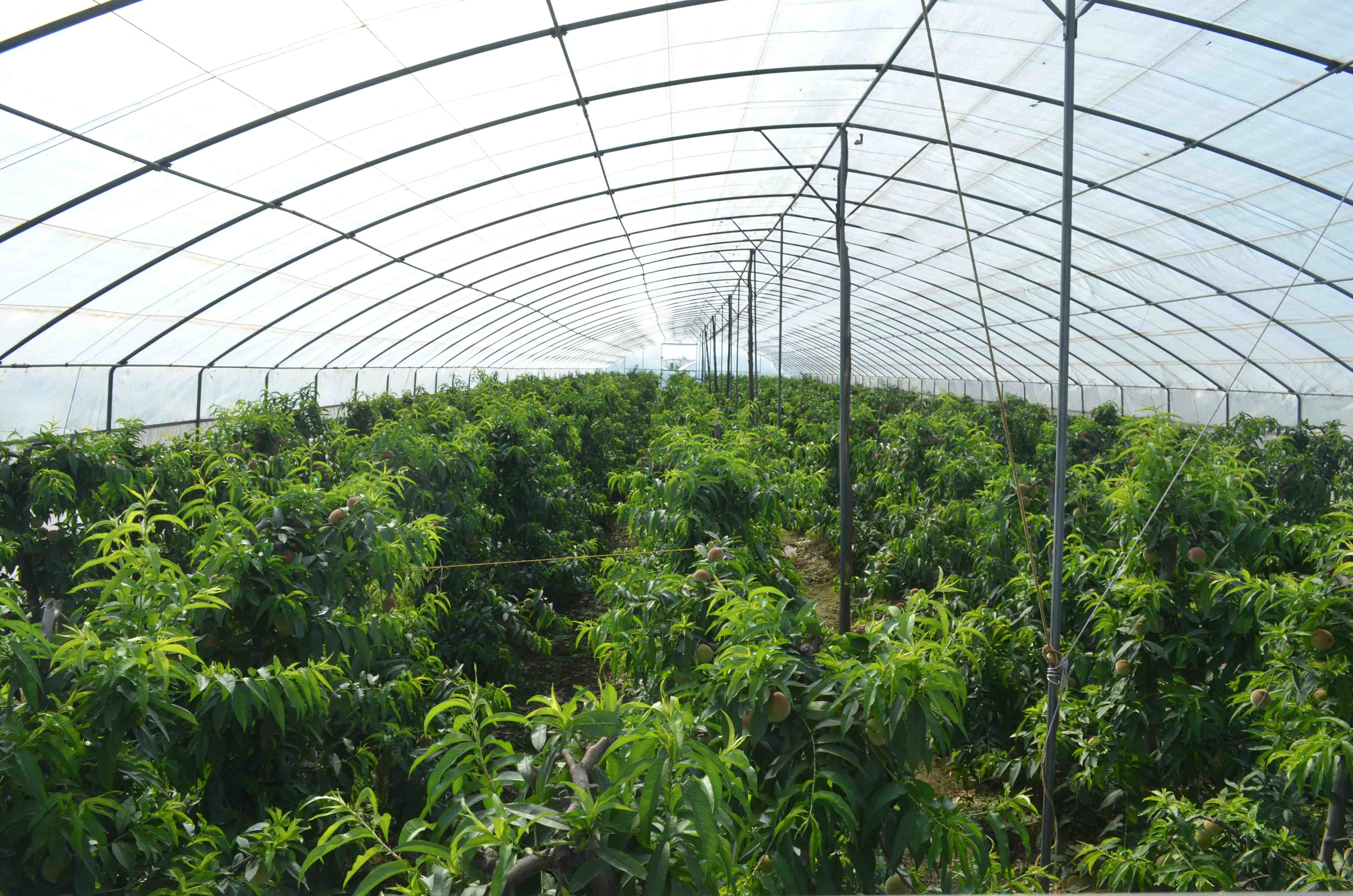 陜西周至 大棚桃香飄四方，特色種植激活鄉村經濟新引擎