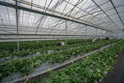 實測！全國最好吃的草莓，就藏在余杭！探尋余杭草莓的甜蜜密碼