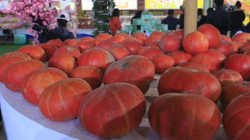 豐收節(jié)慶展新篇 樂(lè)都特色農(nóng)產(chǎn)品閃耀河湟展交會(huì)